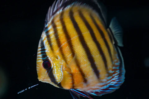 Iripixi Red Solid