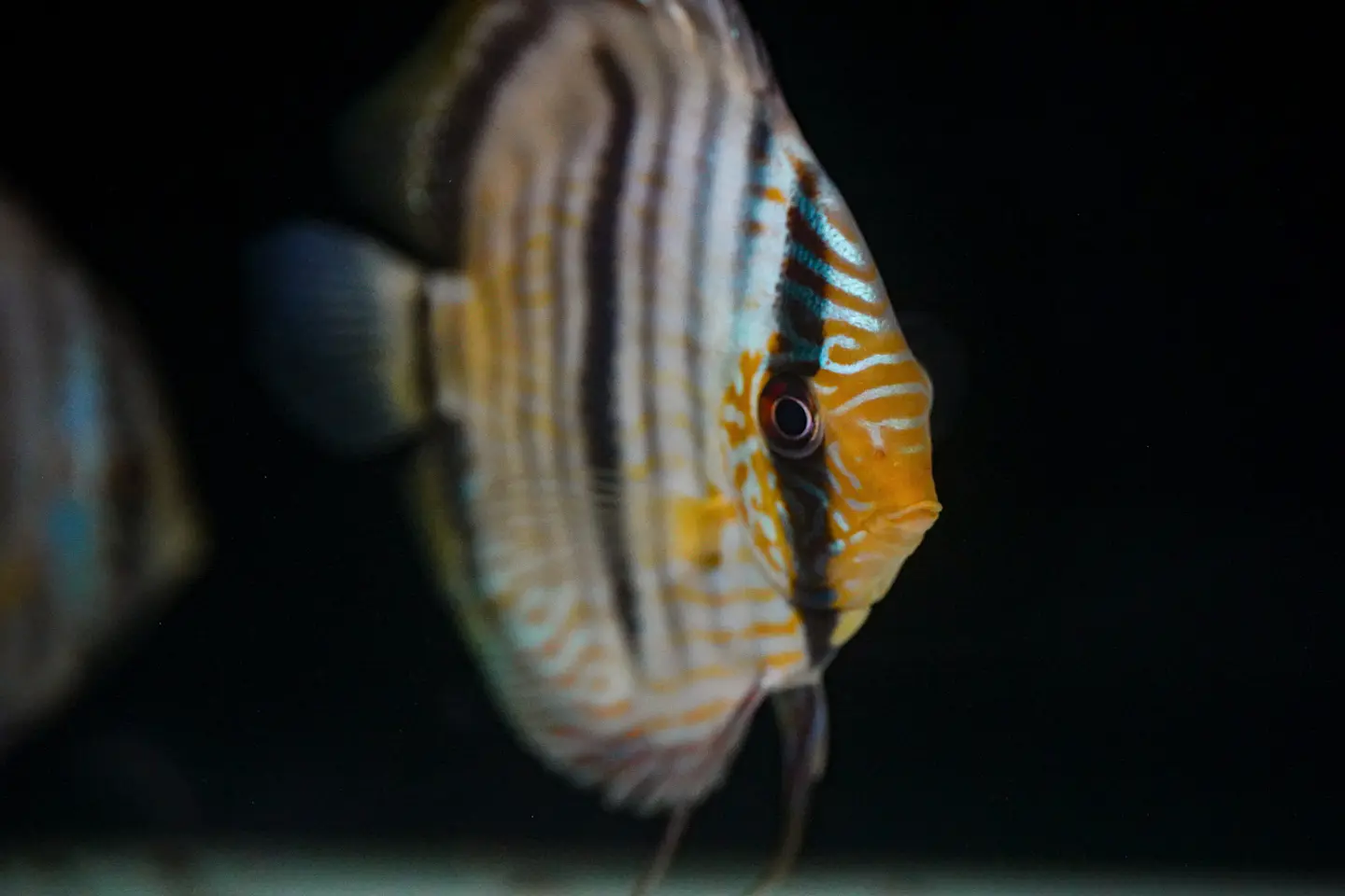 Heckel Blue Face Nhamundá 6
