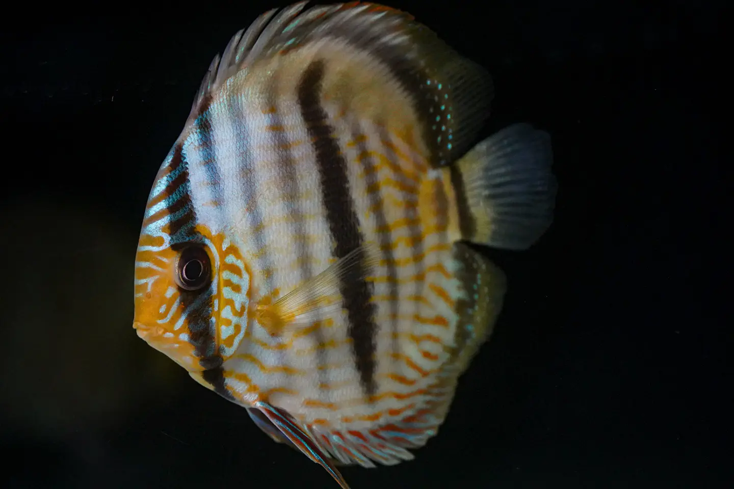 Heckel Blue Face Nhamundá 12