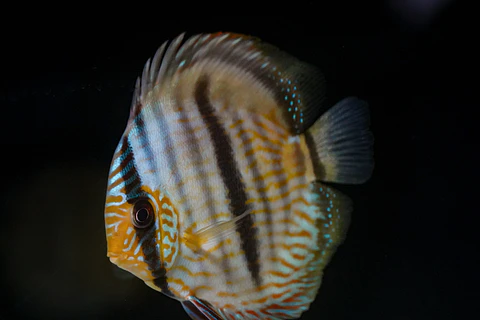 Heckel Blue Face Nhamundá