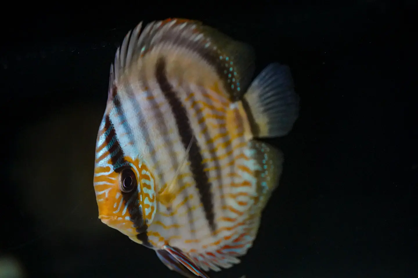 Heckel Blue Face Nhamundá 8