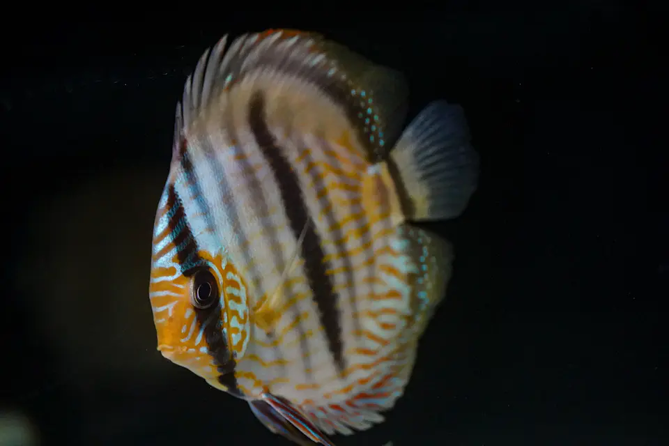 Heckel Blue Face Nhamundá 8