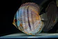 Heckel Blue Face Nhamundá - Thumbnail 6