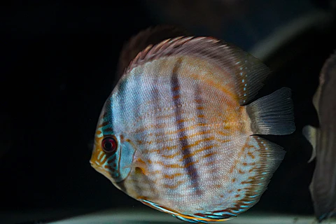 Heckel Blue Face Nhamundá