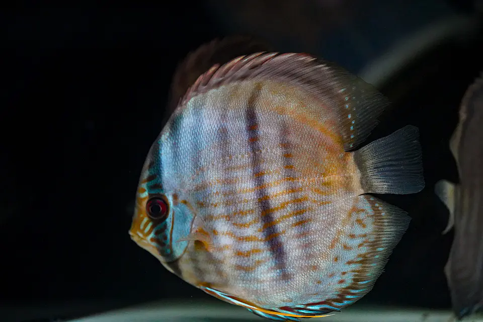 Heckel Blue Face Nhamundá 1