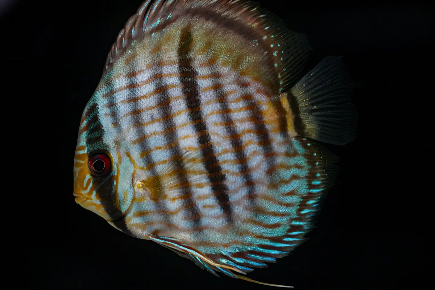 Heckel Blue Nhamundá 1