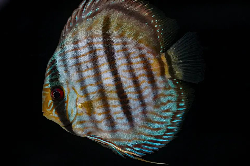 Heckel Blue Nhamundá 1