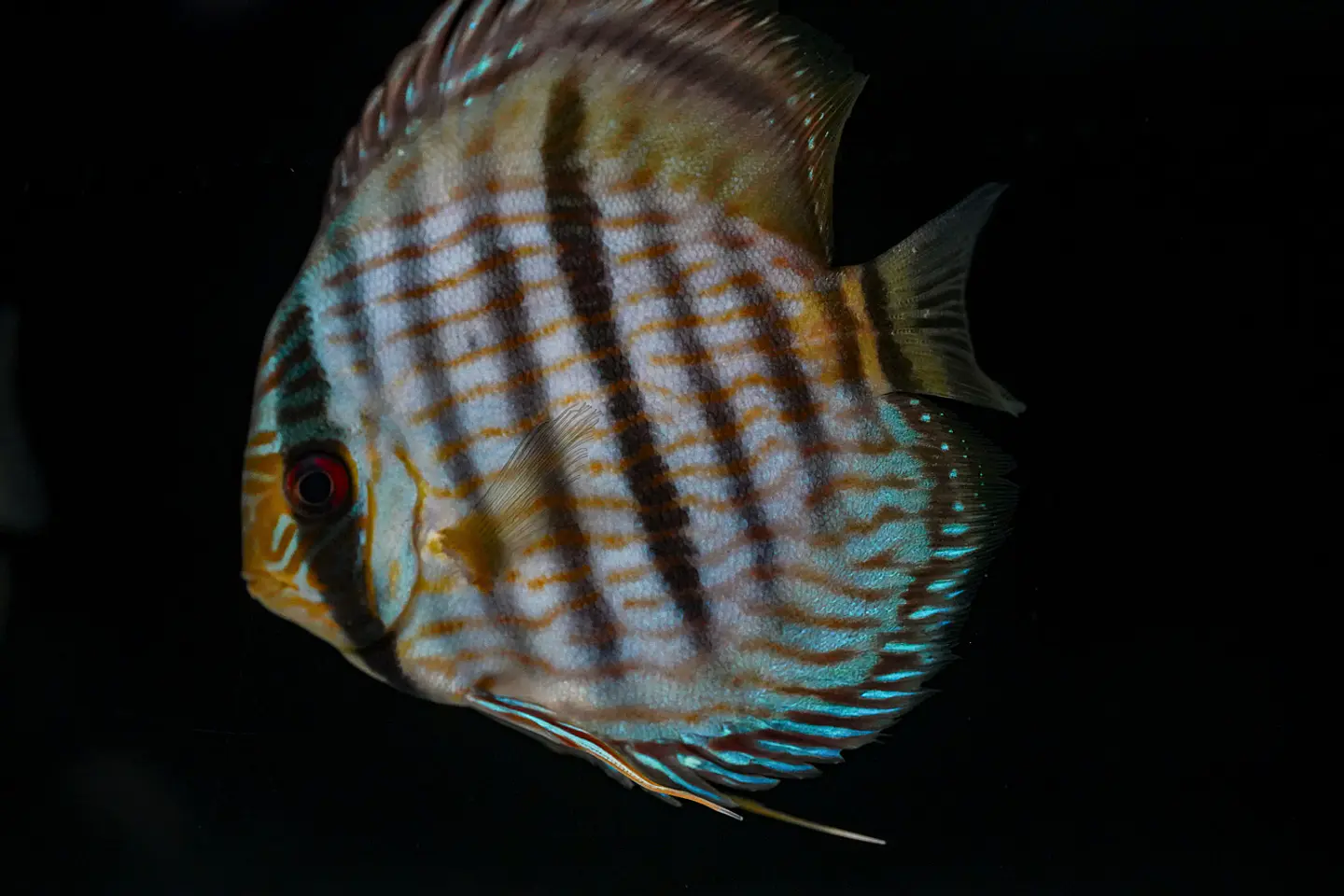 Heckel Blue Nhamundá 2