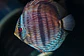 Heckel Blue Nhamundá - Thumbnail 3