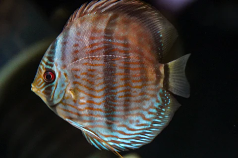 Heckel Blue Nhamundá