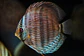 Heckel Blue Nhamundá - Thumbnail 6