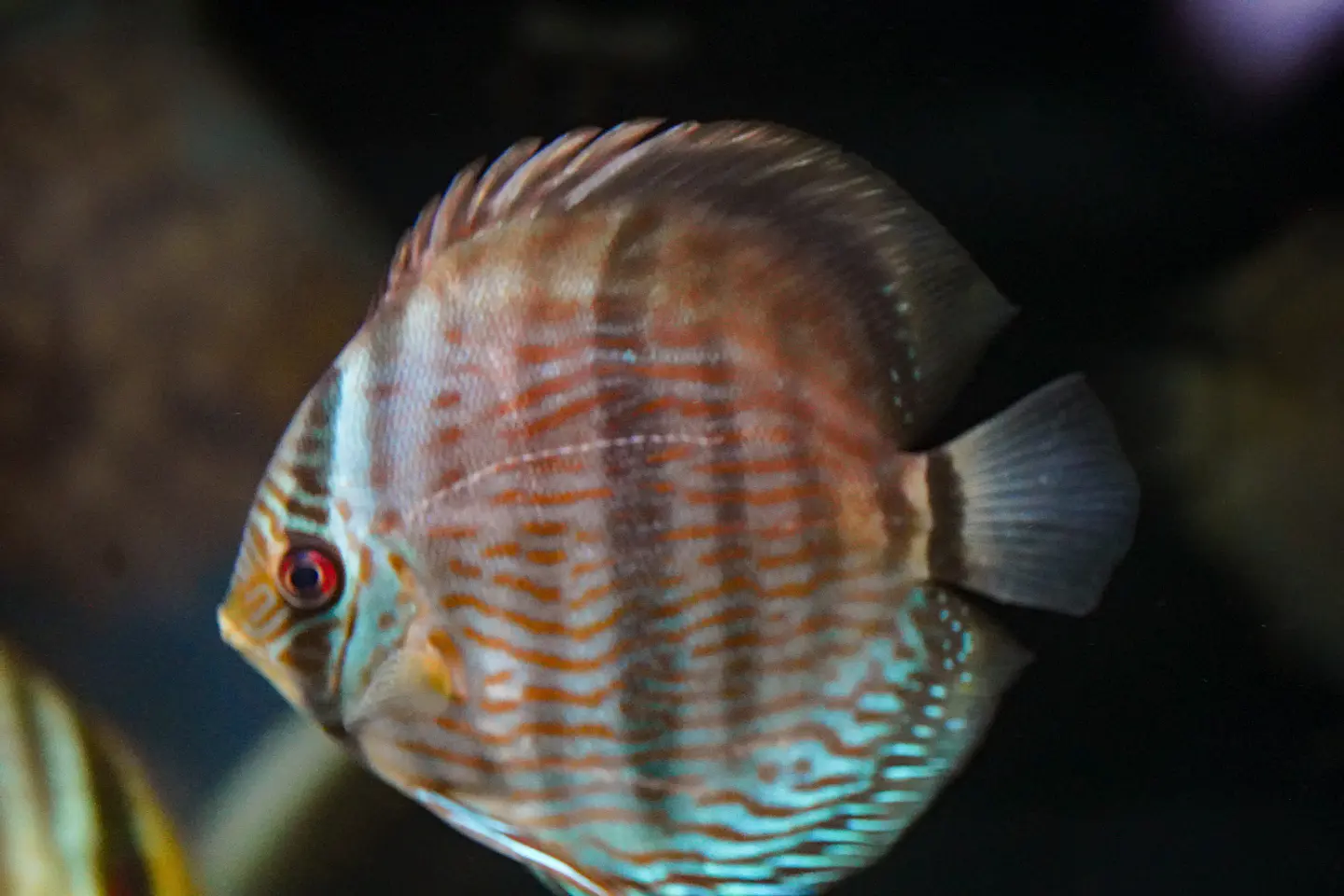 Heckel Blue Nhamundá 5