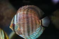 Heckel Blue Nhamundá - Thumbnail 5