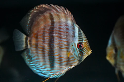 Heckel Blue Nhamundá