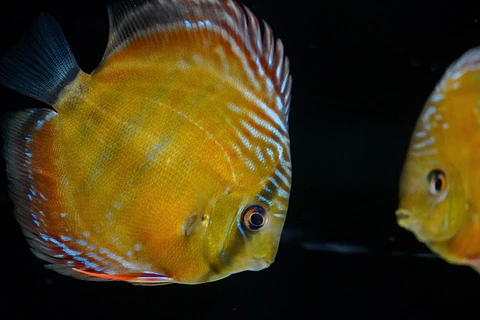 Cuipeua Red Solido