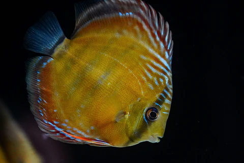 Cuipeua Red Solido
