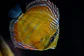 Cuipeua Red Solido - thumbnail 1
