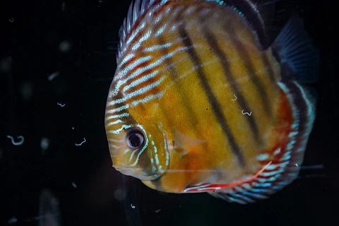 Iripixi Semi Royal