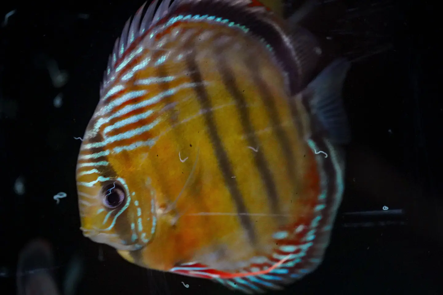 Iripixi Semi Royal 3