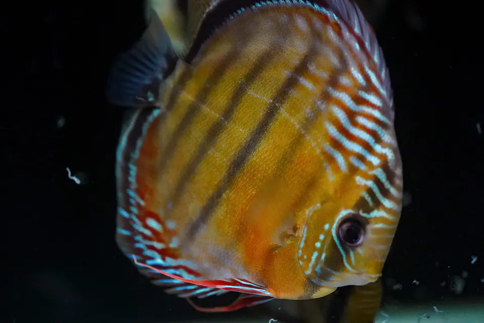Iripixi Semi Royal 10