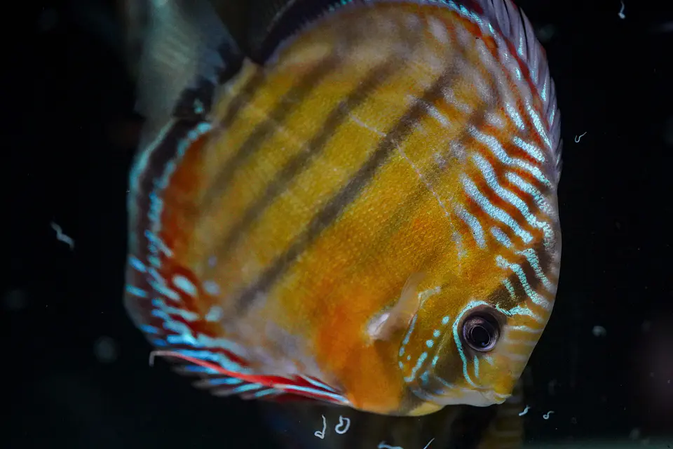 Iripixi Semi Royal 4