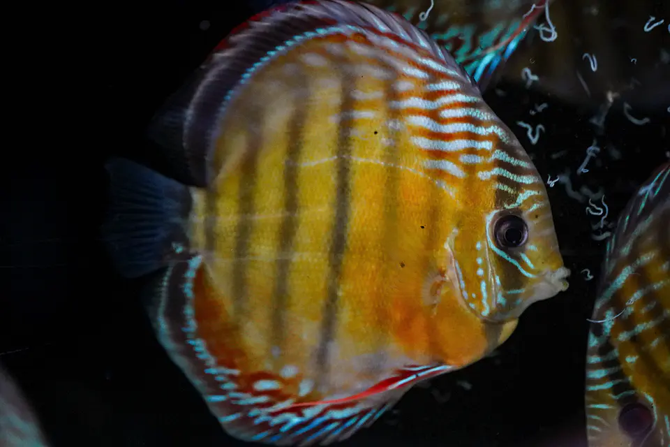 Iripixi Semi Royal 8