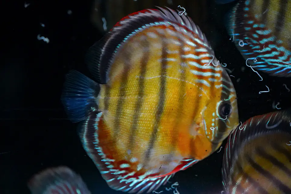 Iripixi Semi Royal 12