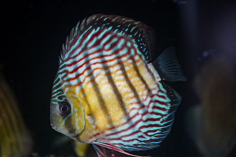 Iripixi Royal
