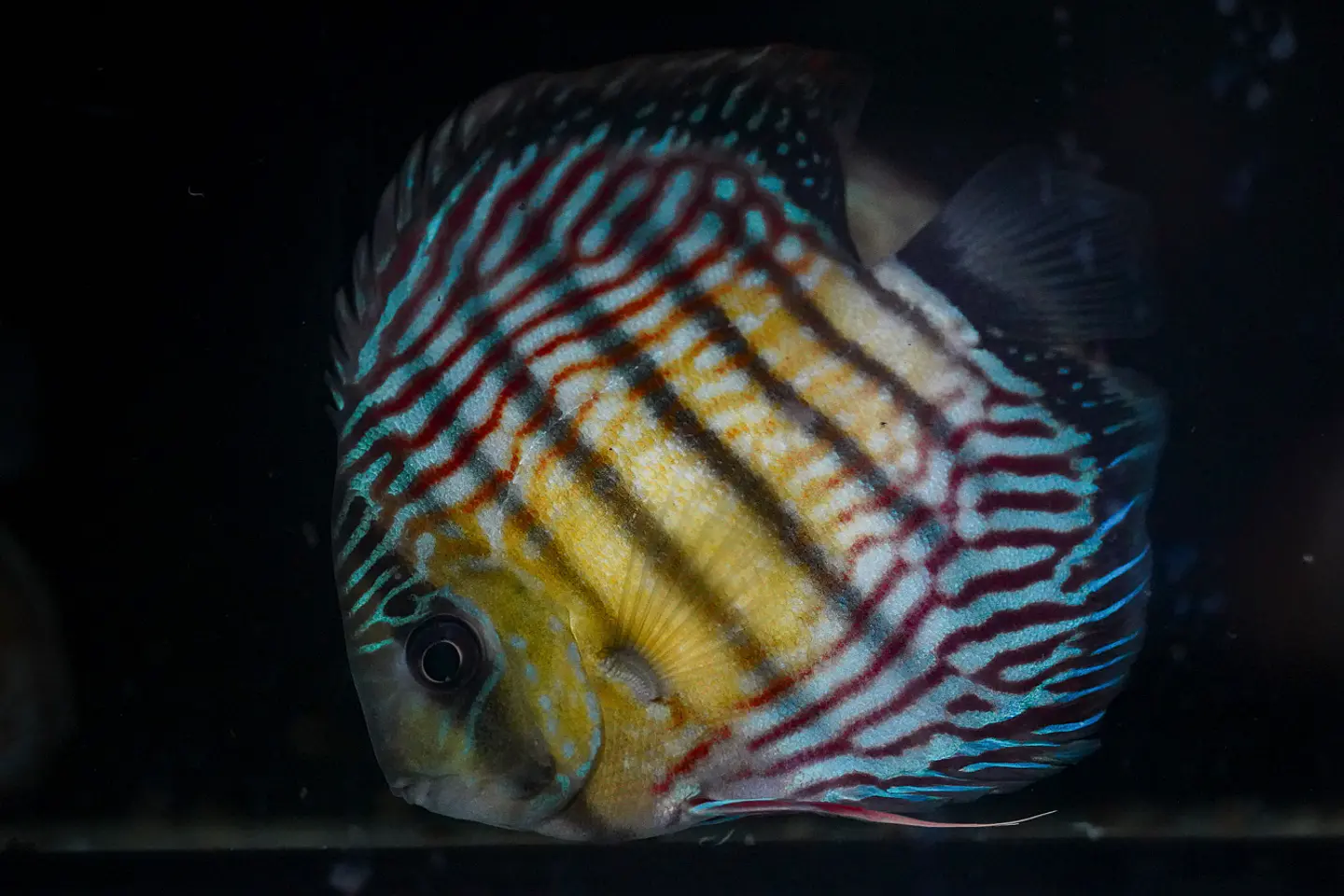 Iripixi Royal 5