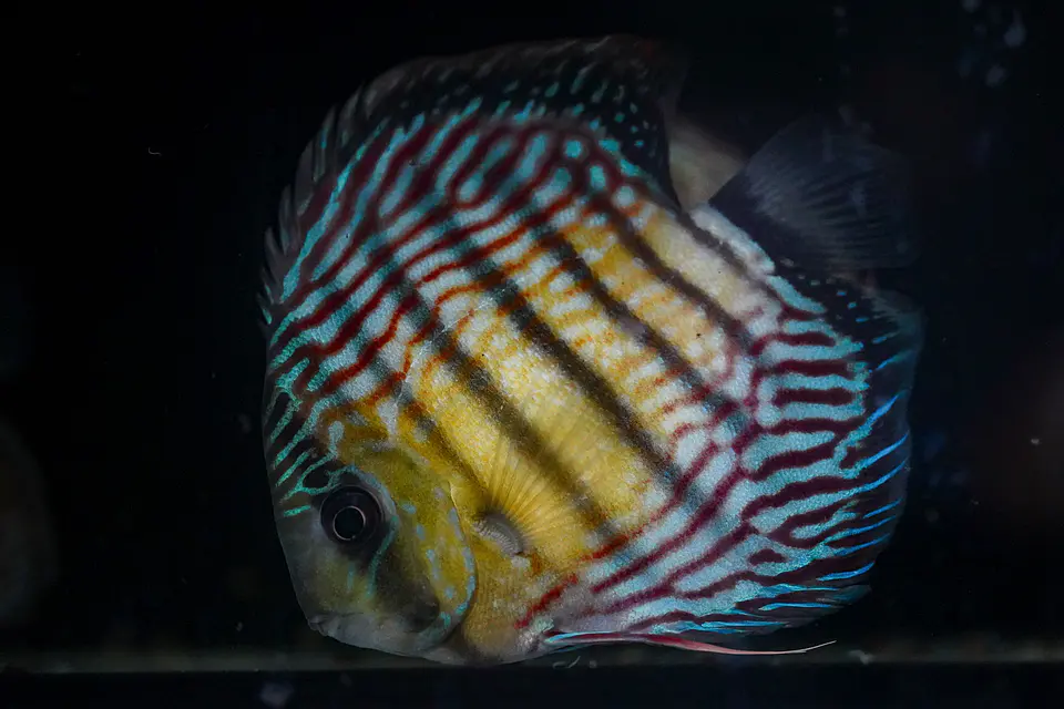 Iripixi Royal 5