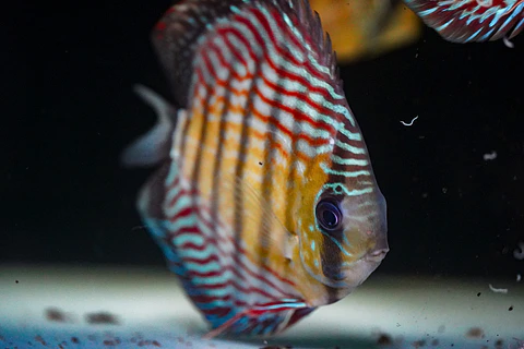 Iripixi Royal