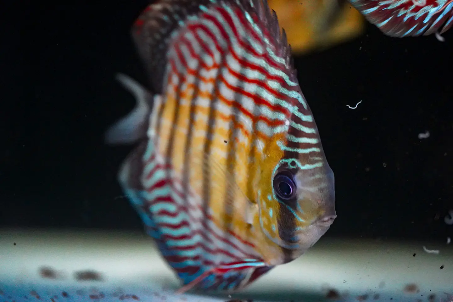 Iripixi Royal 2