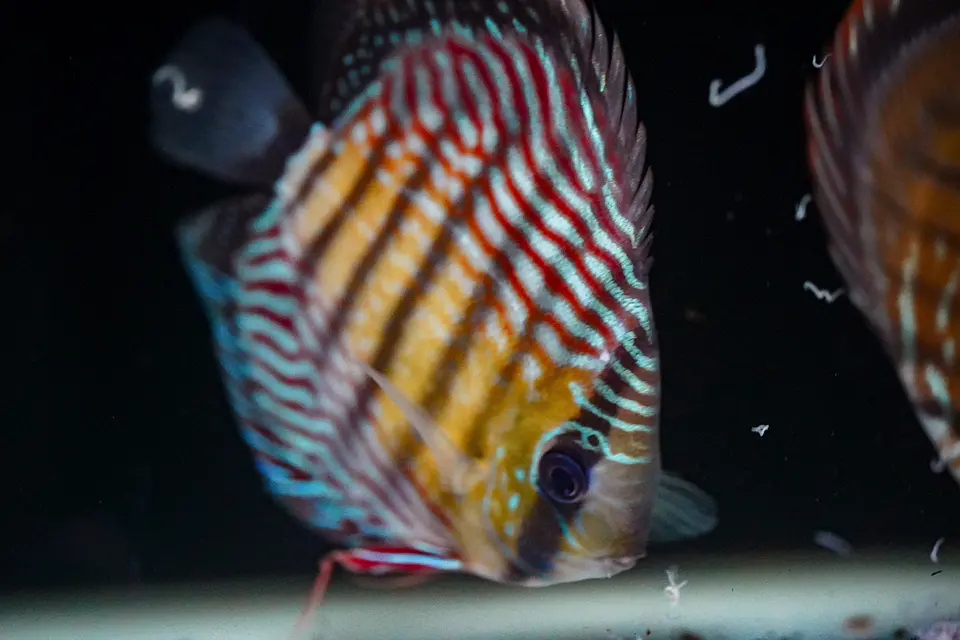 Iripixi Royal 4