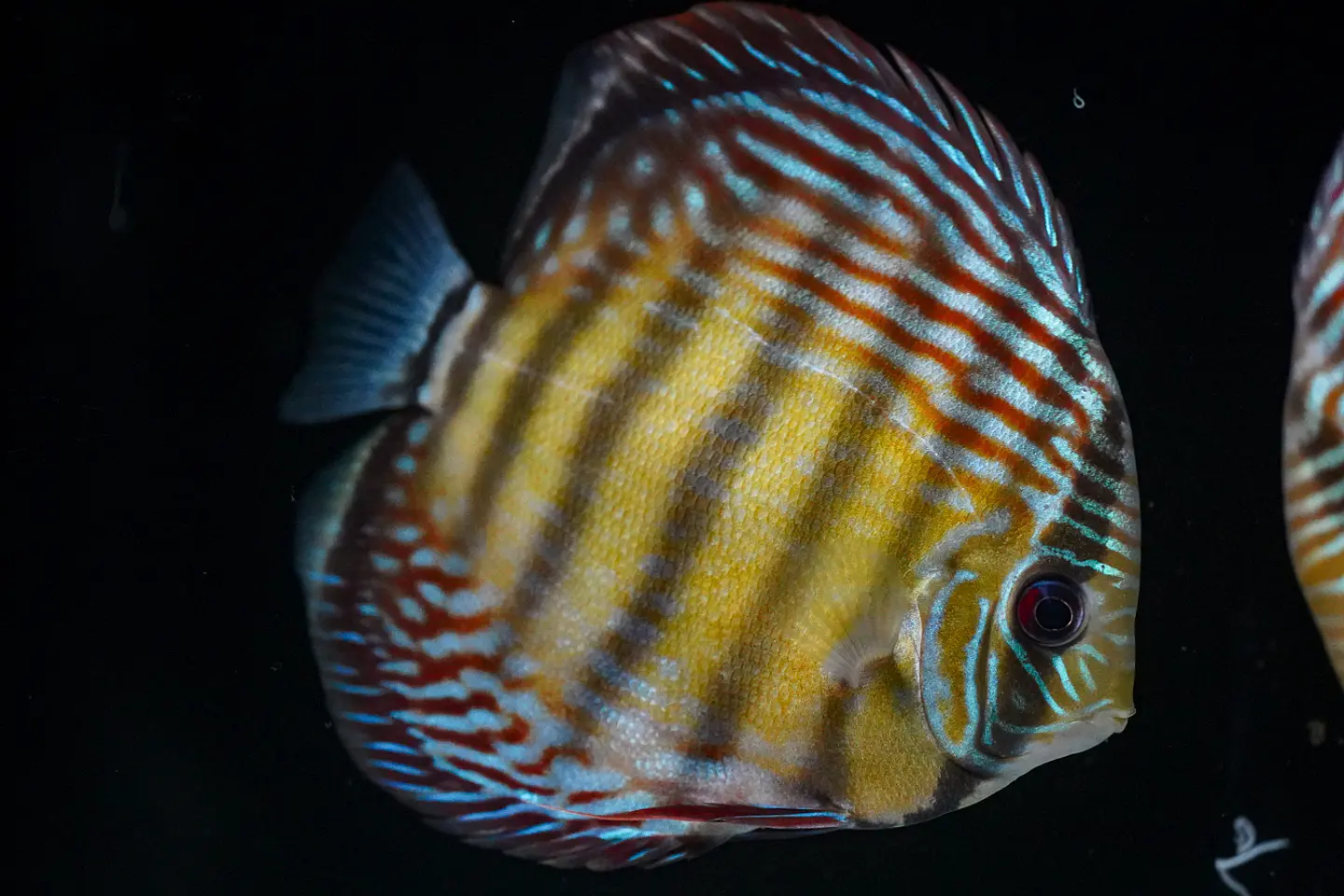 Iripixi Semi Royal 1