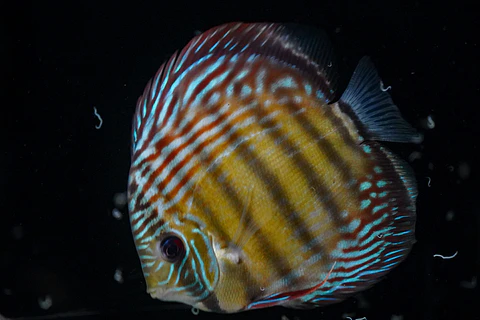 Iripixi Semi Royal
