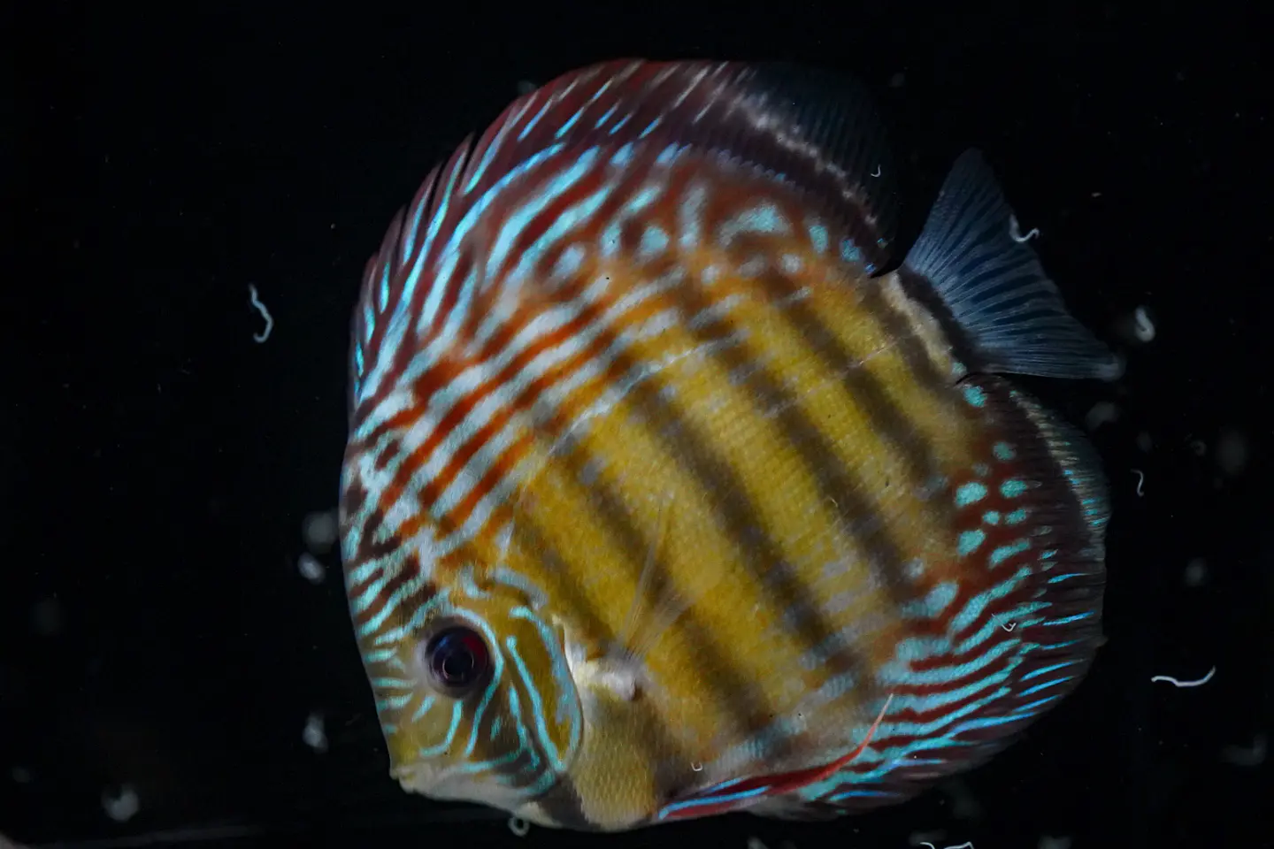 Iripixi Semi Royal 2