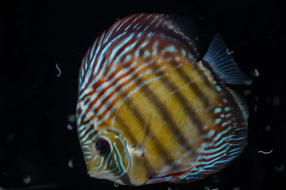 Iripixi Semi Royal 2
