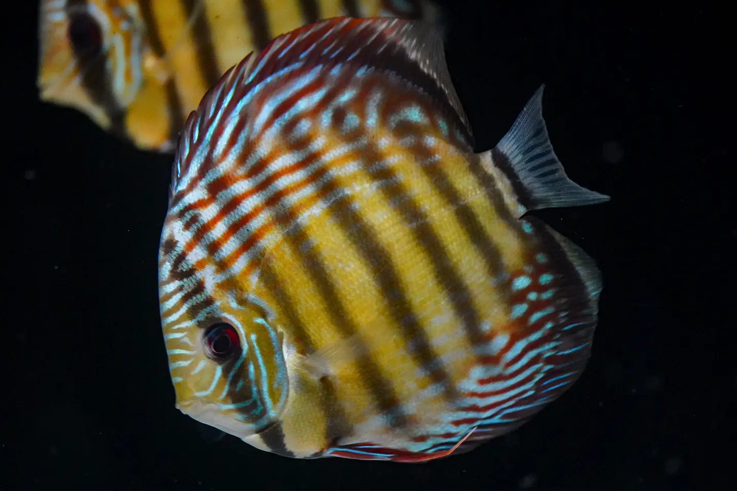 Iripixi Semi Royal 5