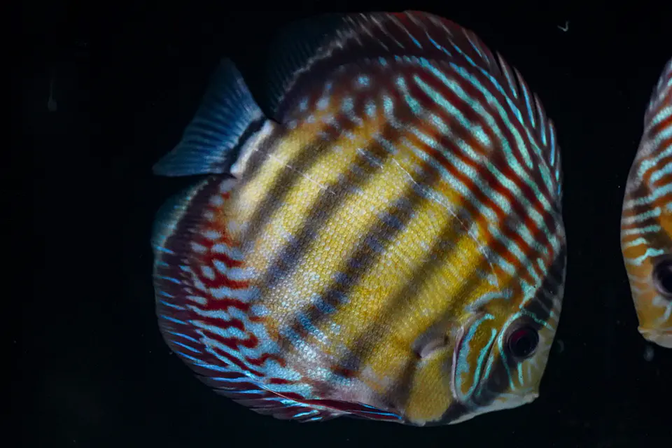 Iripixi Semi Royal 4