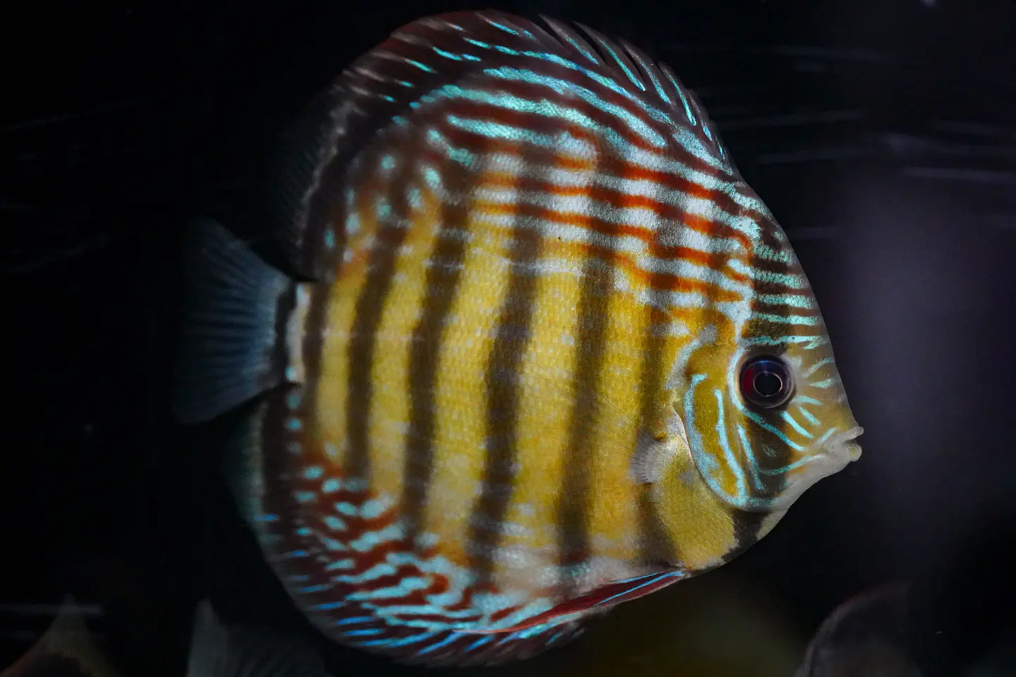 Iripixi Semi Royal 6