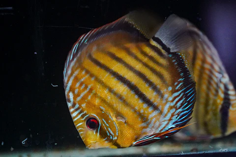 Iripixi Semi Royal