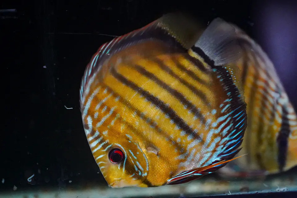 Iripixi Semi Royal 1