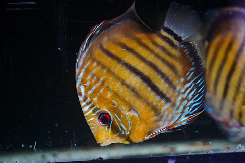 Iripixi Semi Royal