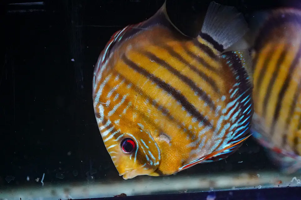 Iripixi Semi Royal 2