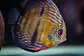 Golden Ica Bar - Thumbnail 6
