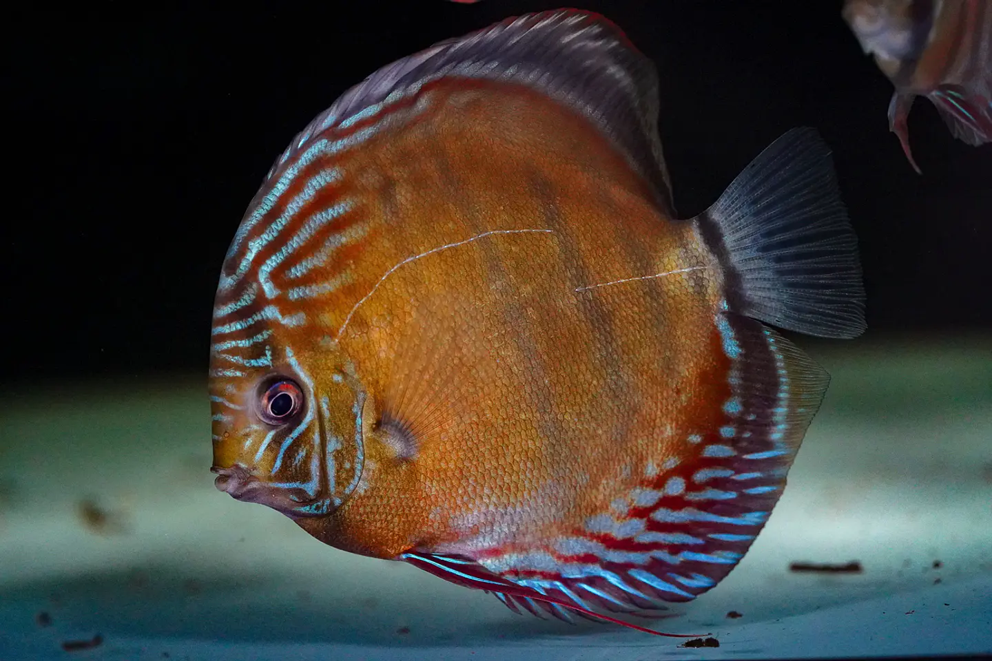 Iripixi Semi Royal 2