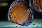 Iripixi Semi Royal - Thumbnail 3