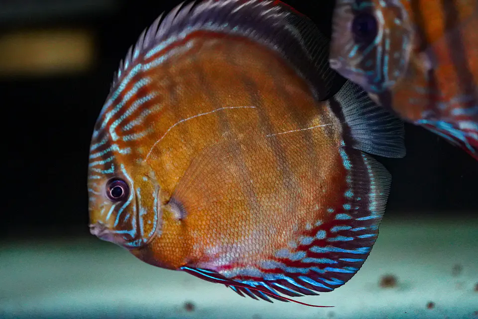 Iripixi Semi Royal 3