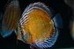 Iripixi Semi Royal - Thumbnail 6