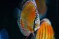 Cuipeua Red Solido - Vorschaubild 9